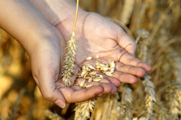 В Румынии может резко сократиться урожай мягкой пшеницы
